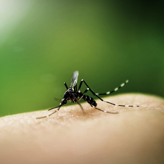 A mosquito biting into human skin.