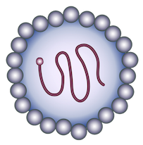Hepeviridae Icon